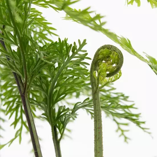 Hen & Chicken Fern (NZ Native) - Asplenium bulbiferum