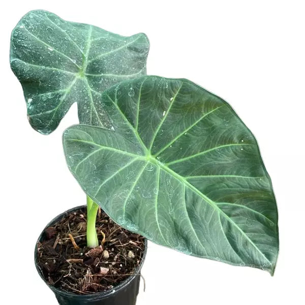 Alocasia Regal Shields - Rare