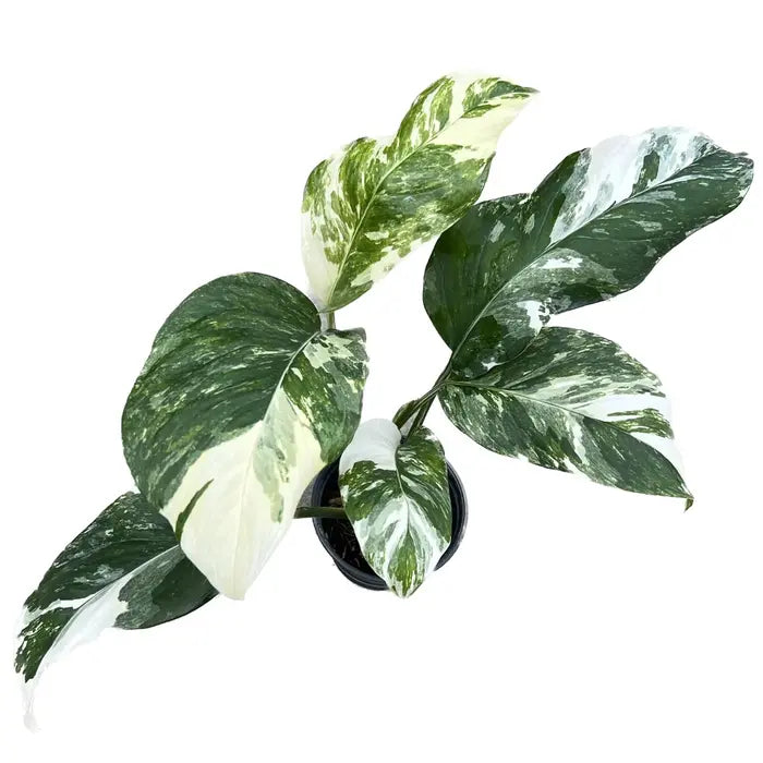 Monstera Lechleriana Variegated- Rare