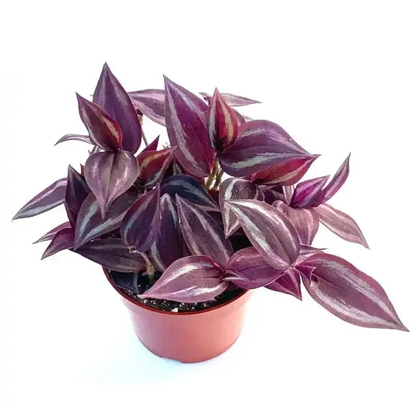 Tradescantia Red Gem | Zebrina Burgundy | Fluminensis Pink Paradise