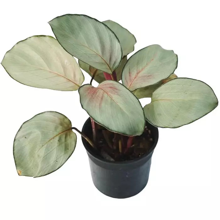 Calathea Silver Plate | Calathea Pink Aurora Plant
