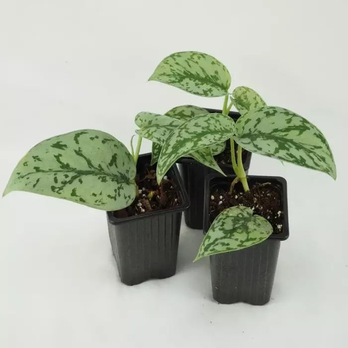 Scindapsus 'Silver Lady' - Rare