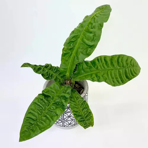 anthurium reflexinervium Anthurium Reflexinervium- Rare – Foliages.in