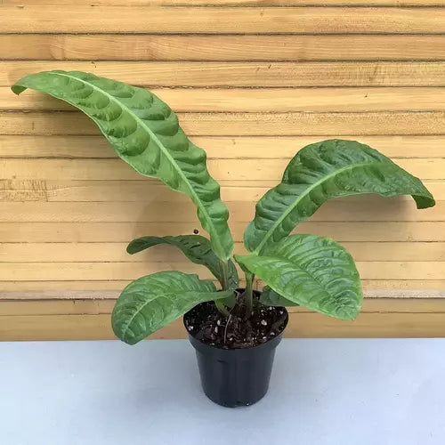 Anthurium Reflexinervium- Rare