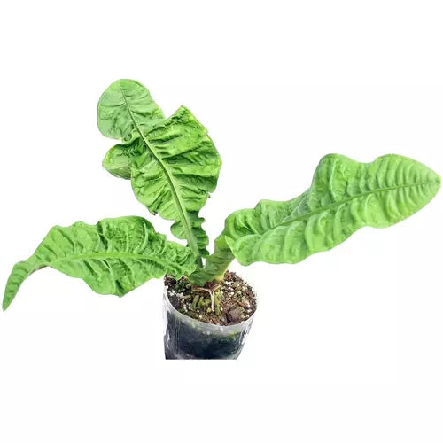 Anthurium Reflexinervium- Rare