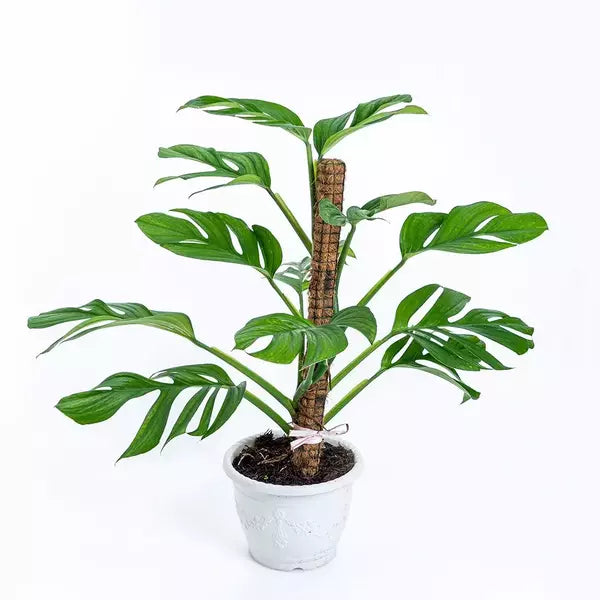 Monstera Pinnatipartita