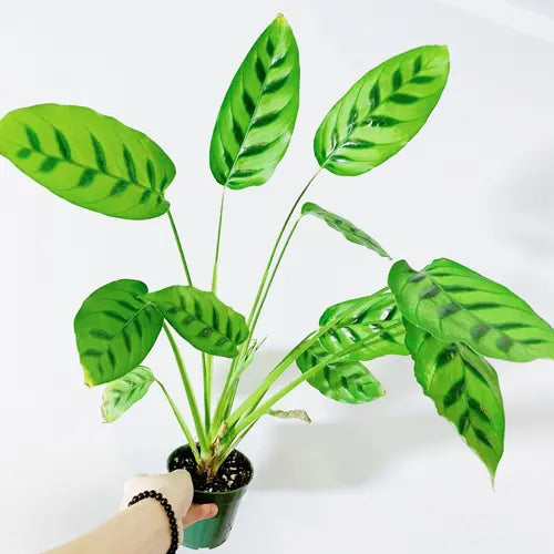 Calathea Leopardina