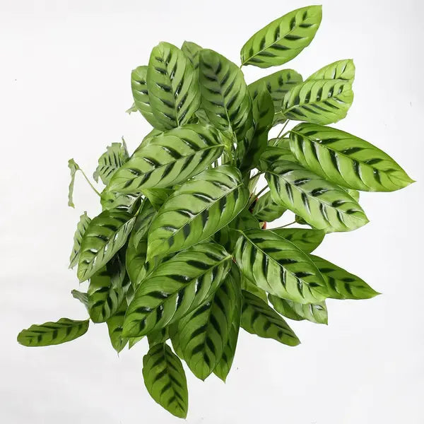 Calathea Leopardina
