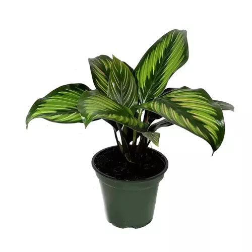 Calathea Beauty Star