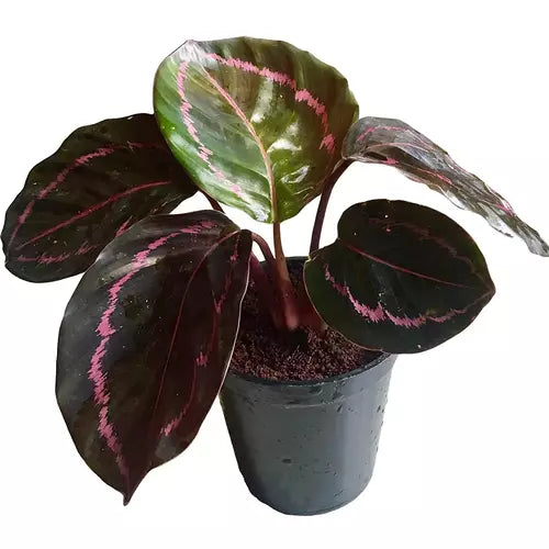 Calathea Roseopicta Dottie