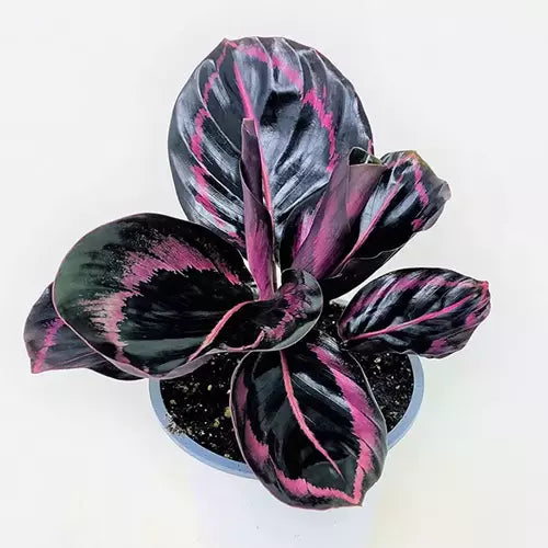 Calathea Roseopicta Dottie