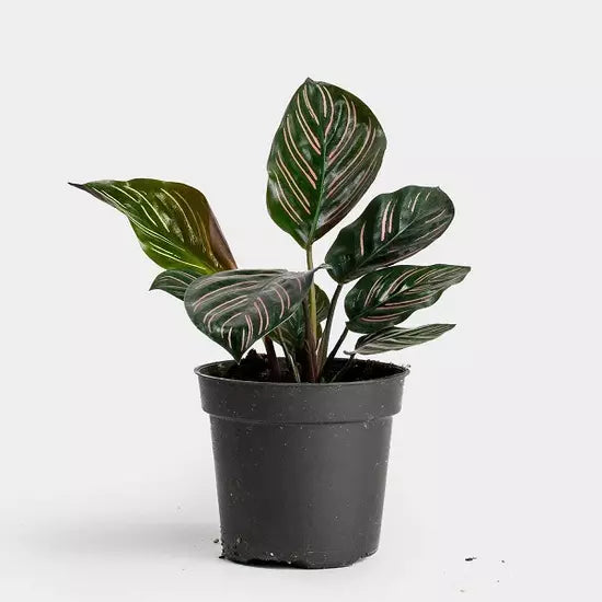 Calathea Ornata Pinstripe