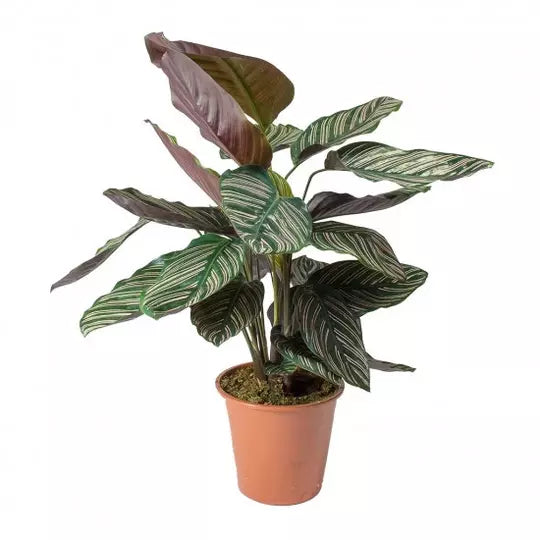 Calathea Sanderiana - Pin-Stripe Calathea