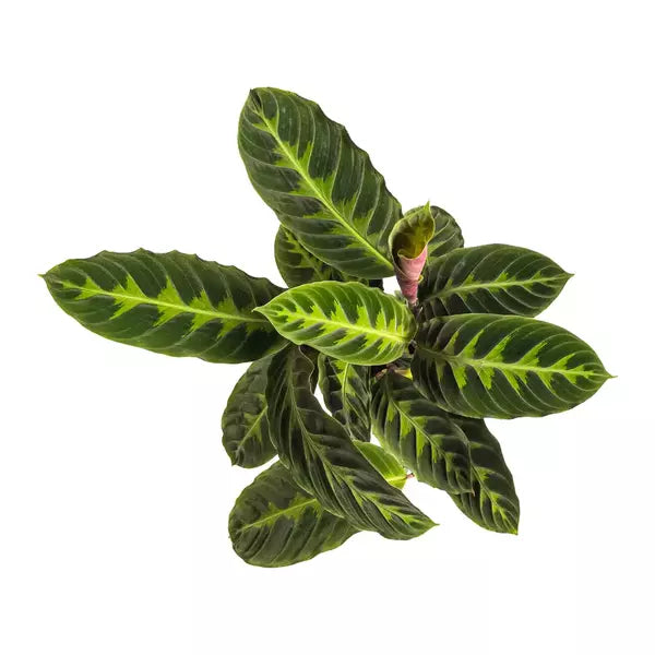 Calathea Warscewiczii