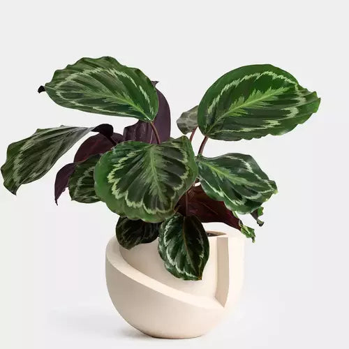 Calathea Roseopicta, Medallion