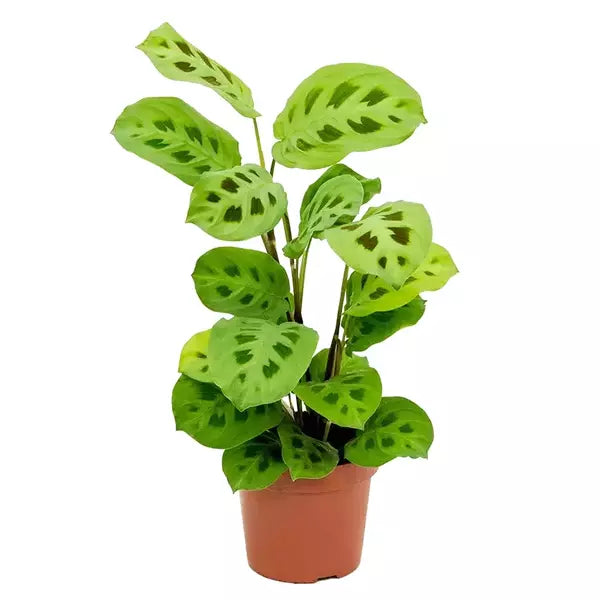 MARANTA LEUCONEURA KERCHOVEANA