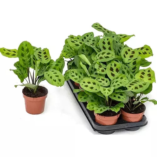 MARANTA LEUCONEURA KERCHOVEANA