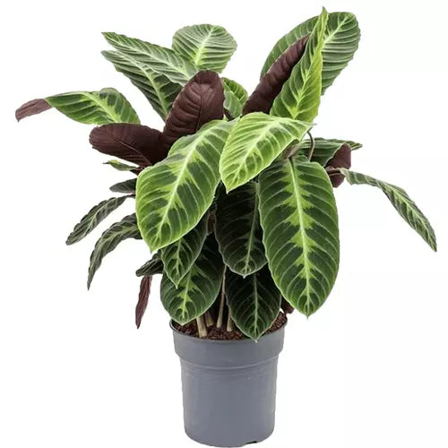 Calathea Warscewiczii