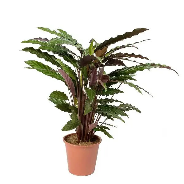 Calathea "Furry Feather" (Calathea rufibarba)