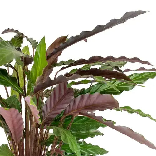 Calathea "Furry Feather" (Calathea rufibarba)