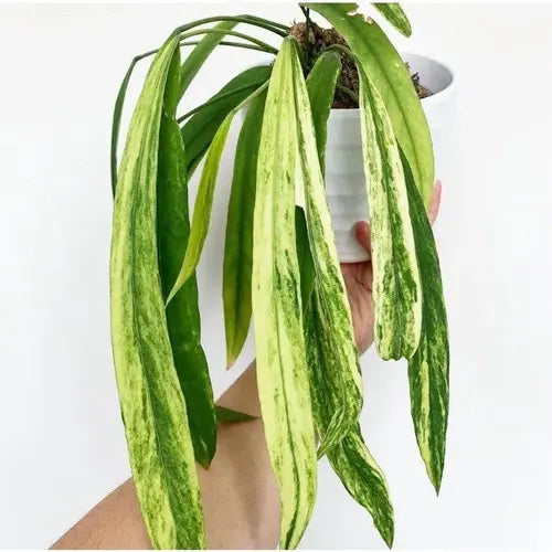 Anthurium Vittarifolium Variegated- Rare