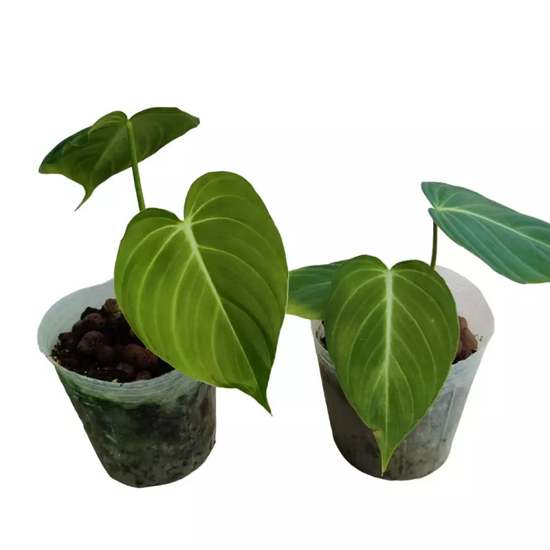 Philodendron Glorious - Rare