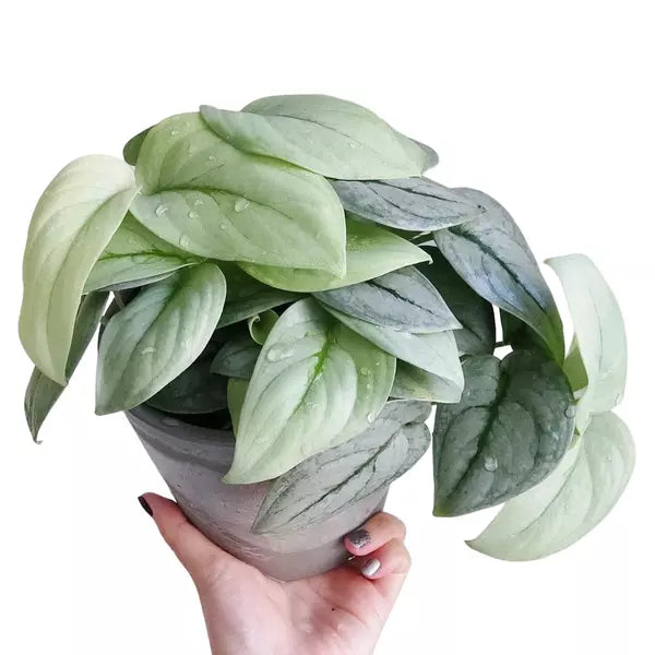 Scindapsus Platinum Silver Hero - Rare