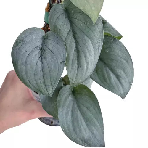 Scindapsus Platinum Silver Hero - Rare