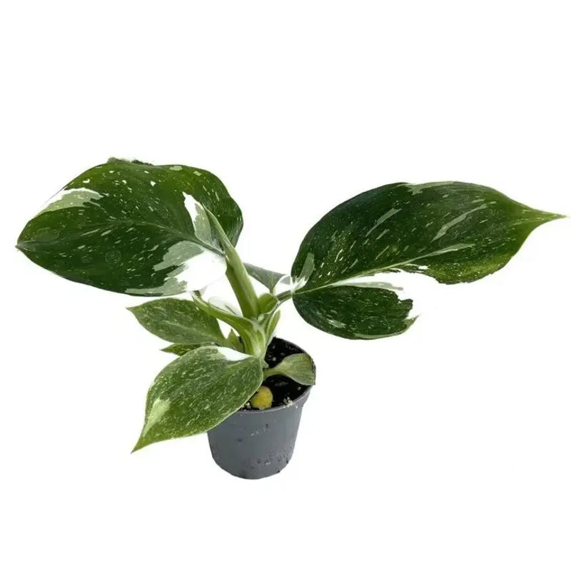 Philodendron 'White Wizard'- Rare