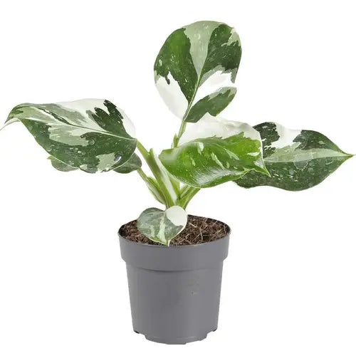 Philodendron 'White Wizard'- Rare