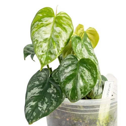 Philodendron Brandtianum Wild Form- Rare