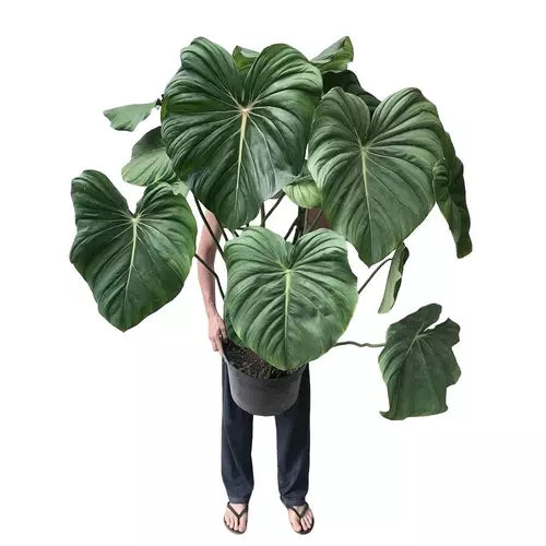 Philodendron Pastazanum- Rare