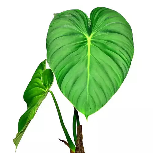 Philodendron Pastazanum- Rare
