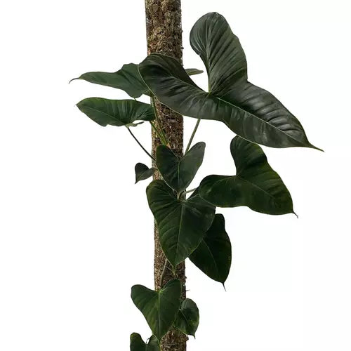 Philodendron Lupinum- Rare Plants