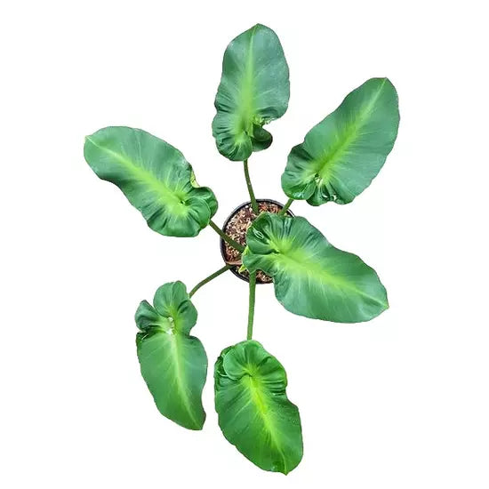 Philodendron Rugosum Aberrant Form- Rare