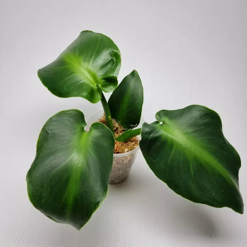 Philodendron Rugosum Aberrant Form- Rare