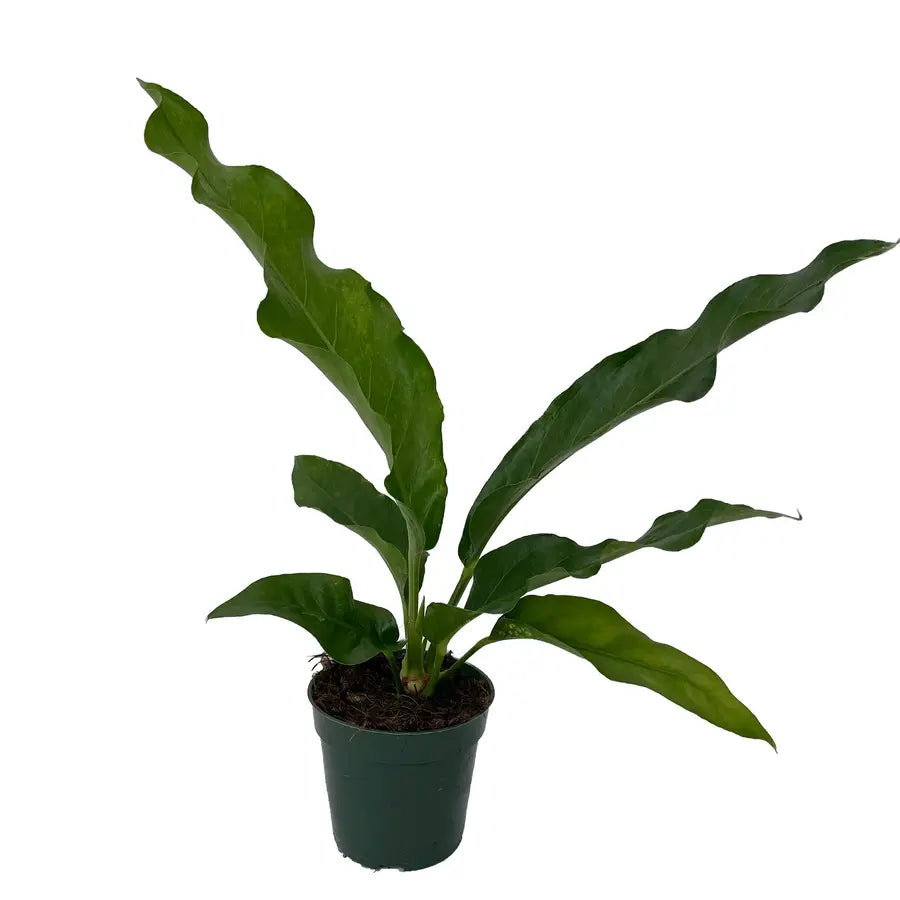 Anthurium Hookeri Bird’s Nest