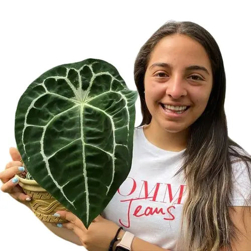Anthurium forgetii white stripes- Rare