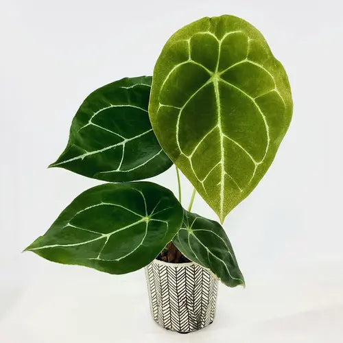 Anthurium forgetii white stripes- Rare