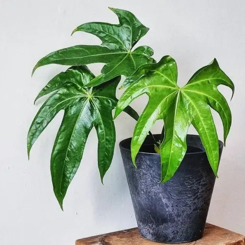 Pedatoradiatum Anthurium- Rare
