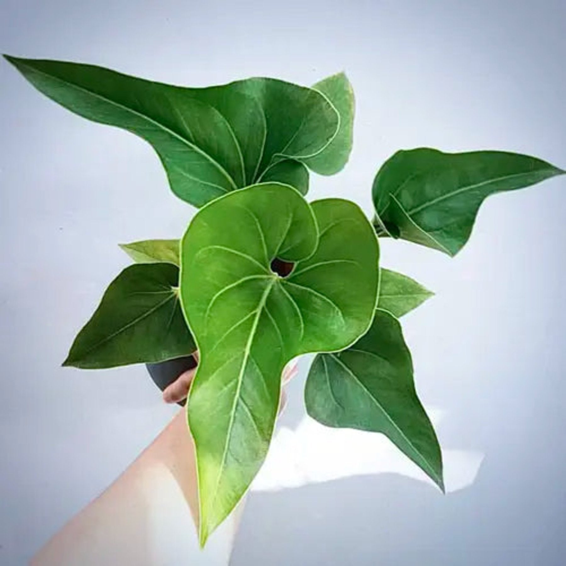 Anthurium Brownii live plant Aloevera Greens view 1 buy online Foliages.in