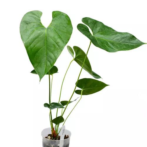Anthurium Watermaliense Hybrid - Rare