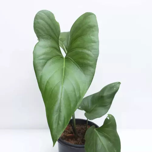 Anthurium Watermaliense Hybrid - Rare