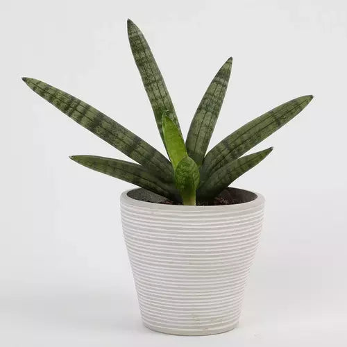 Sansevieria Cylindrica Boncel | Sansevieria Boncel Starfish