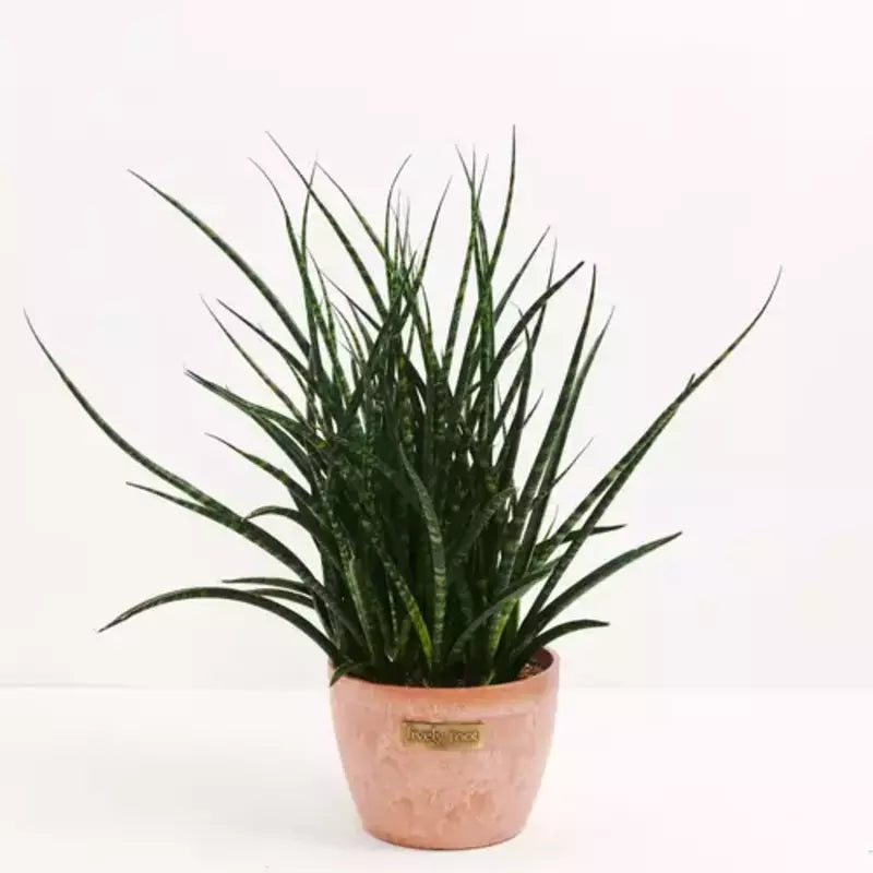 Sansevieria Mikado