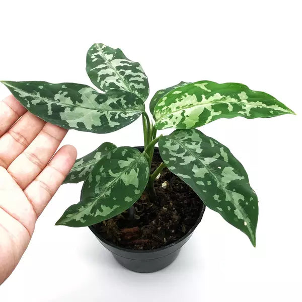 Aglaonema Pictum Bicolor - Rare