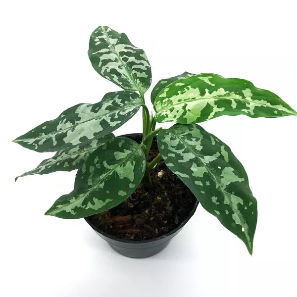 Aglaonema Pictum Bicolor - Rare