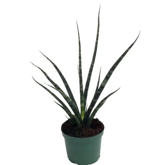 Sansevieria Mikado - Single Shoot