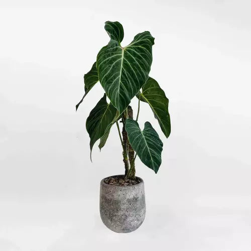 Philodendron 'Splendid' (melanochrysum x verrucosum)- Rare - BIG