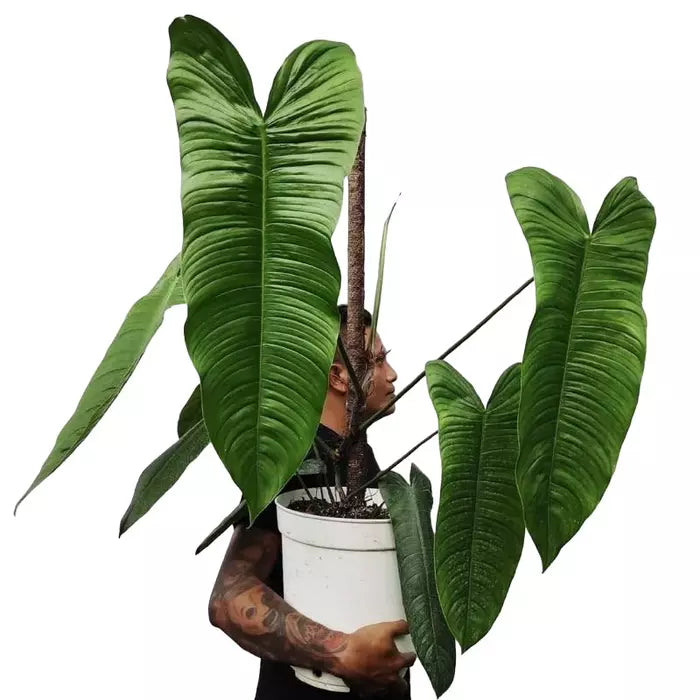 Philodendron Sharoniae - Rare